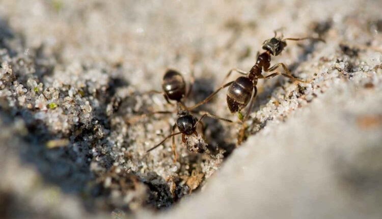 Como acabei com as formigas usando só orégano em casa