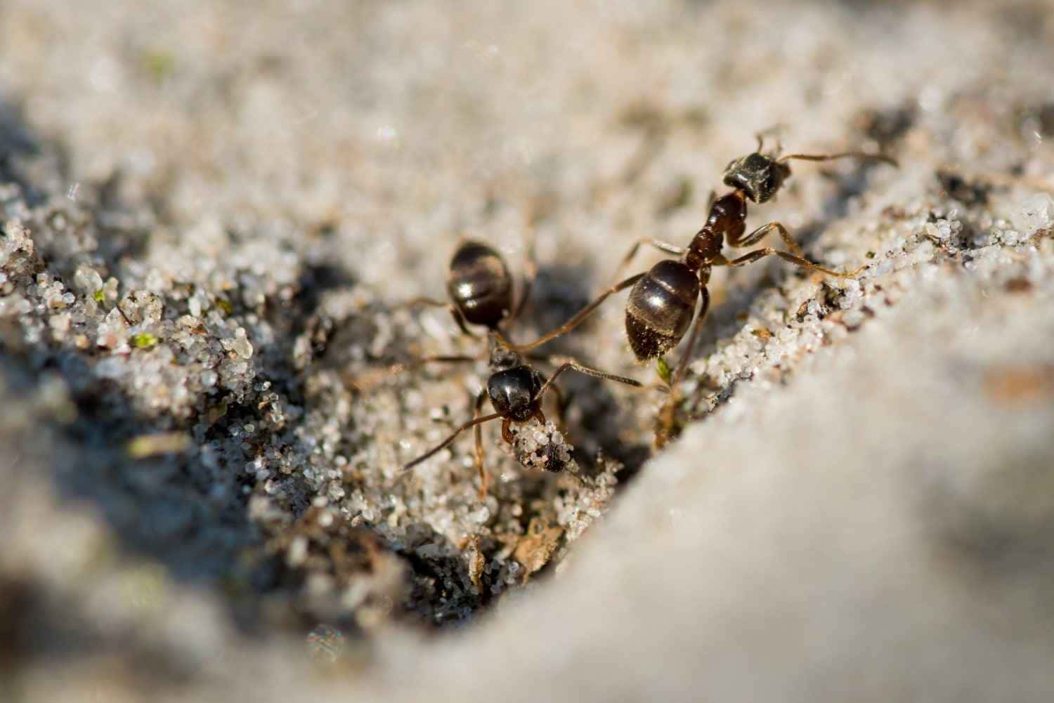 Como acabei com as formigas usando só orégano em casa