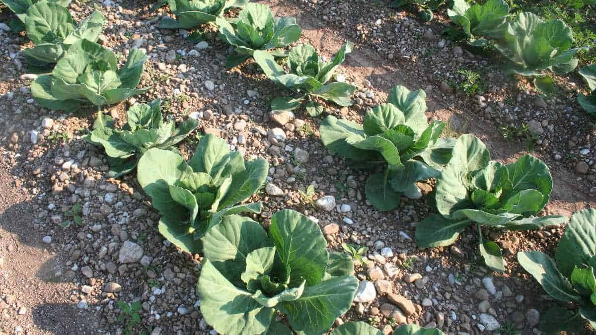 Como começar sua horta de couve sem mistério em casa