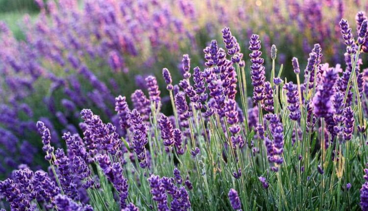 Como cultivar lavanda em casa e ter um cantinho perfumado