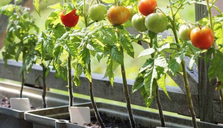 Como plantar tomate em vaso sem complicação e colher bonito