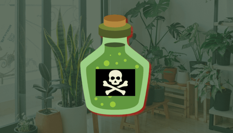 Conheça 10 plantas comuns que podem ser perigosas em casa