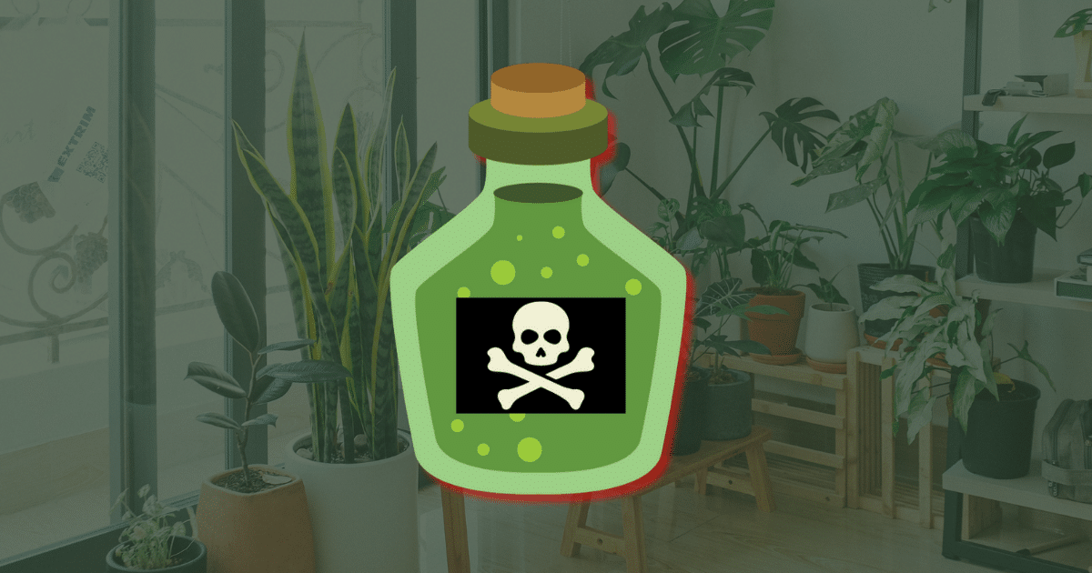 Conheça 10 plantas comuns que podem ser perigosas em casa