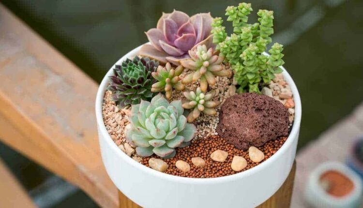 Dicas fáceis para suas suculentas ficarem lindas no vaso