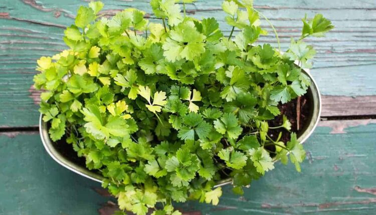 Dicas fáceis para ter salsa fresquinha sempre à mão em casa