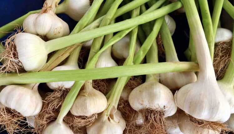 Guia fácil para ter alho fresquinho em casa sem mistério