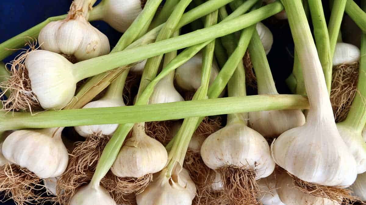 Guia fácil para ter alho fresquinho em casa sem mistério