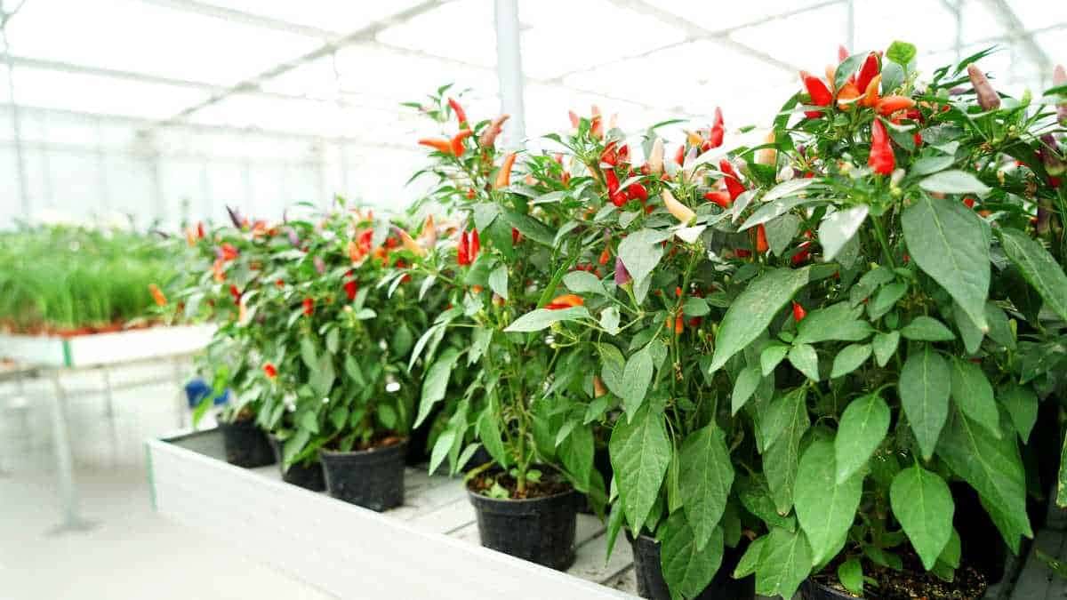 Pimenta em casa: dicas fáceis para plantar no vaso sem erro