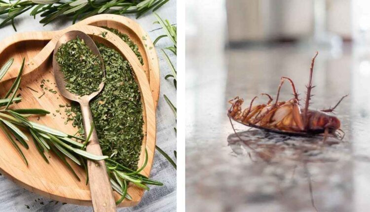 Plantas que afastam baratas de um jeito simples e natural
