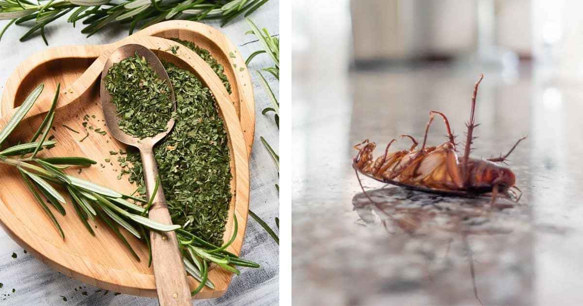 Plantas que afastam baratas de um jeito simples e natural