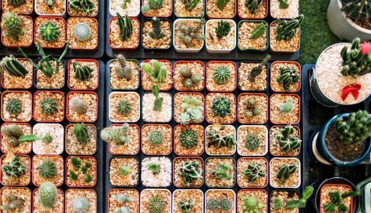 Plantas que são perfeitas para ter na varanda sem complicação