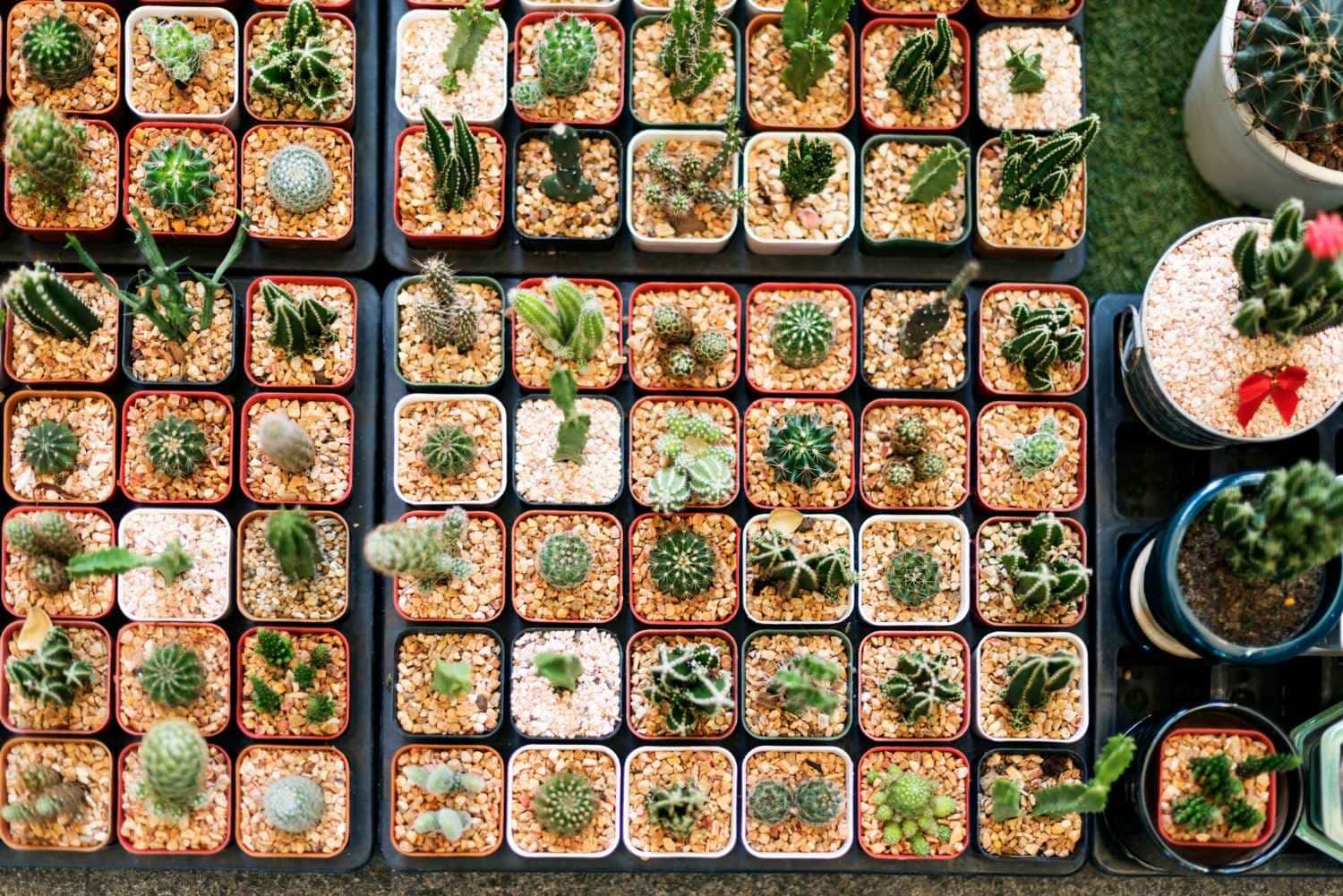 Plantas que são perfeitas para ter na varanda sem complicação