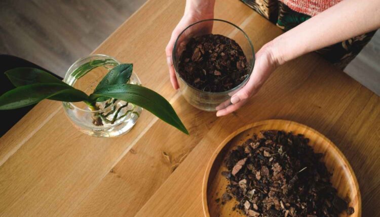 Por que guardar o pó de café usado pode facilitar sua vida