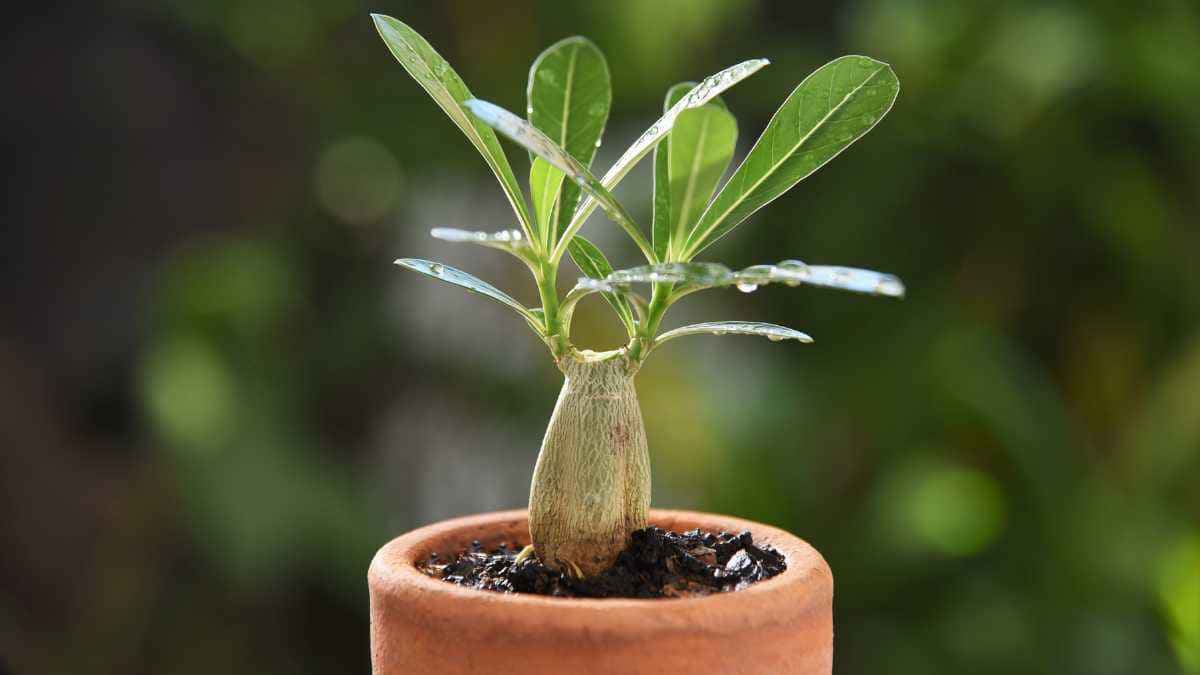 Rosa do deserto murchando? Veja como replantar sem erro
