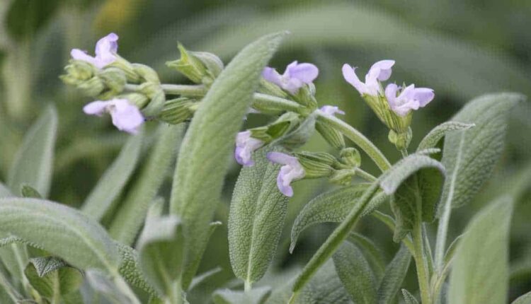 Sálvia em casa: o passo a passo simples para cultivar sem erro