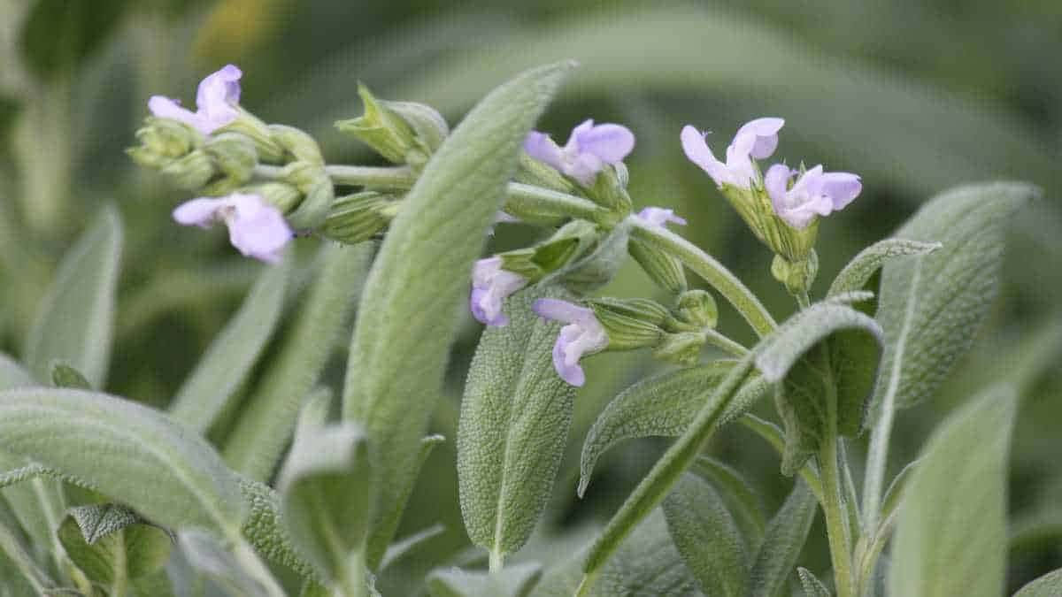 Sálvia em casa: o passo a passo simples para cultivar sem erro