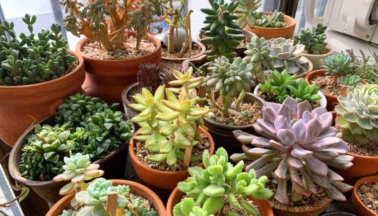 Suculentas lindas sem mistério: como cuidar sem erro