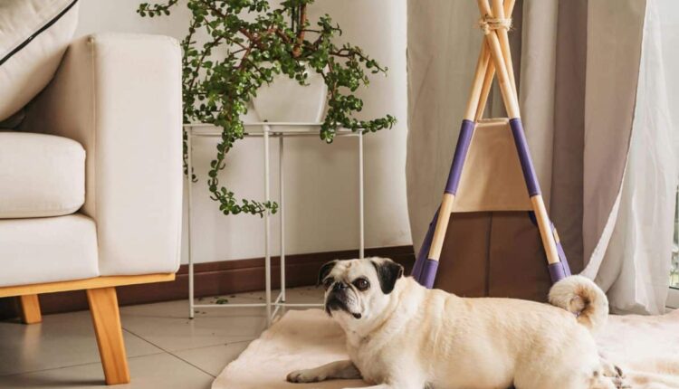 dias úmidos e tapetes cheios de cheiro de cachorro?